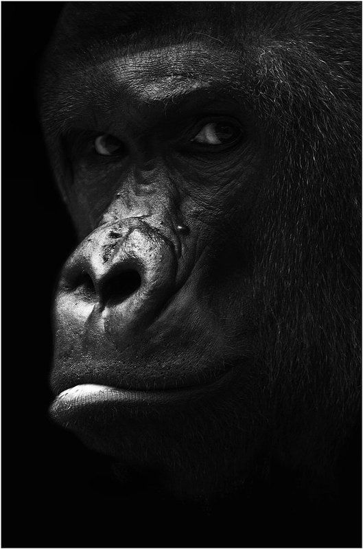 ричард...photo preview