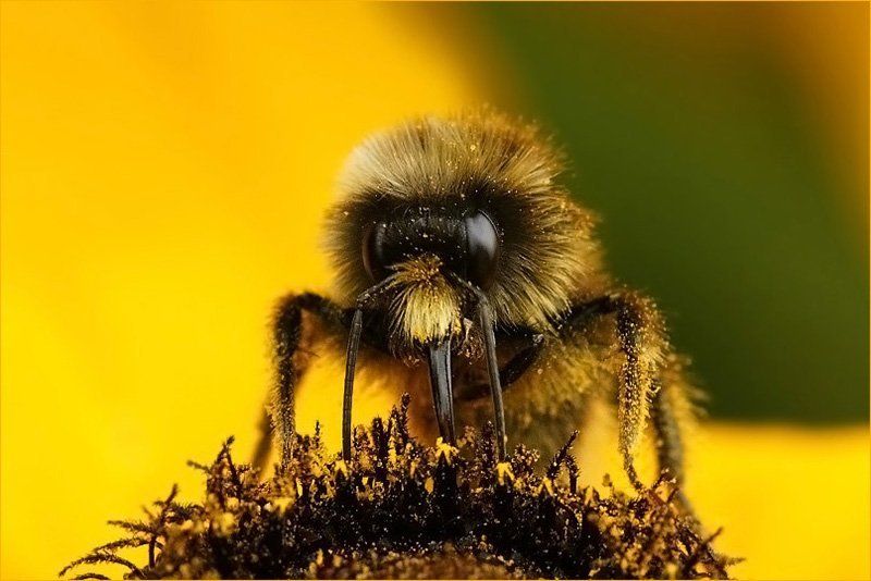 шмель, рудбекия, пыльца, цветок Шмелиный портретик...photo preview