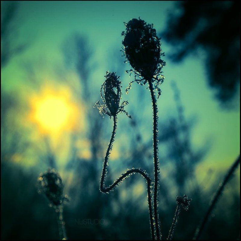 *Утро*photo preview