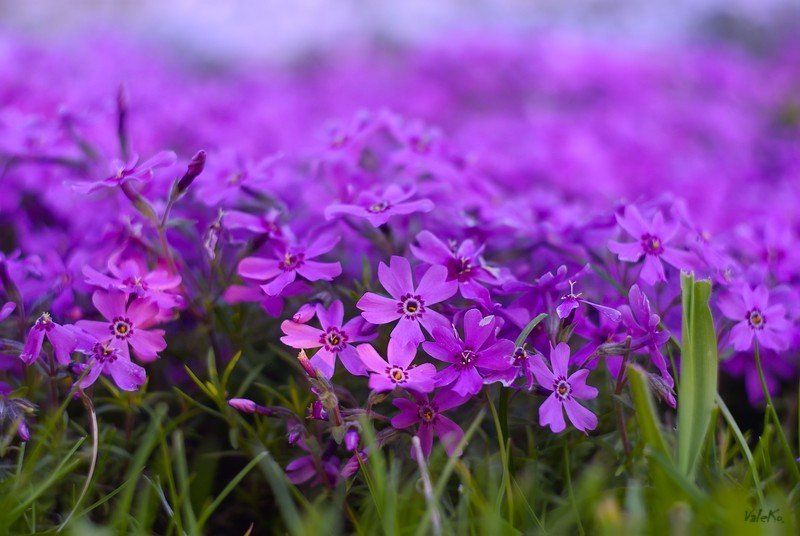 Цвет 2photo preview