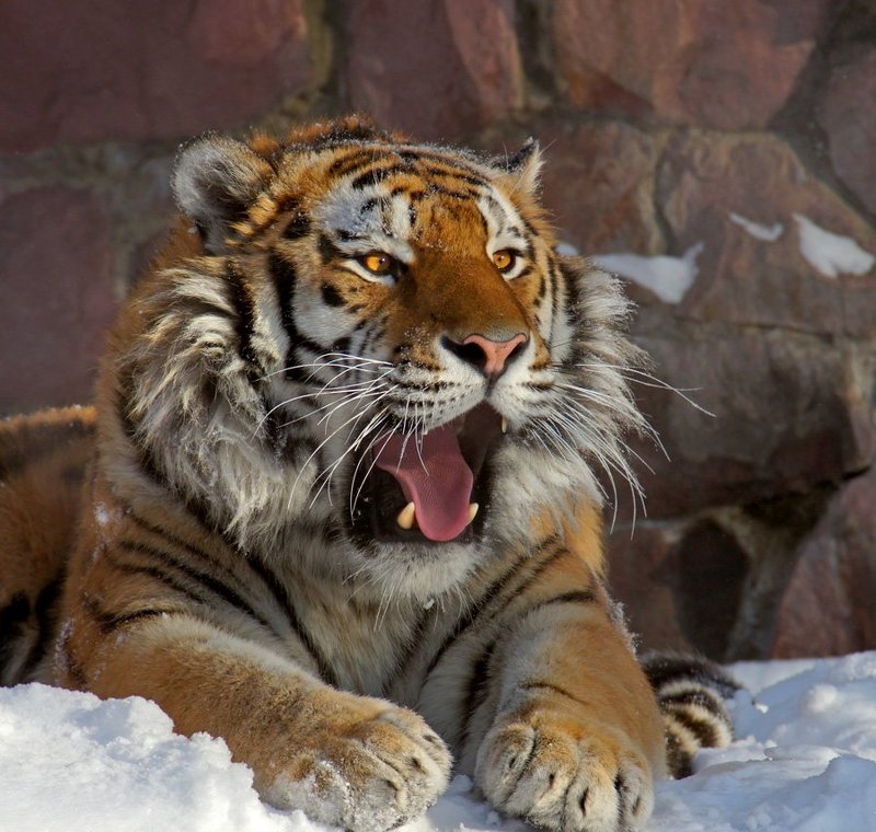 Полосатое Совершенствоphoto preview