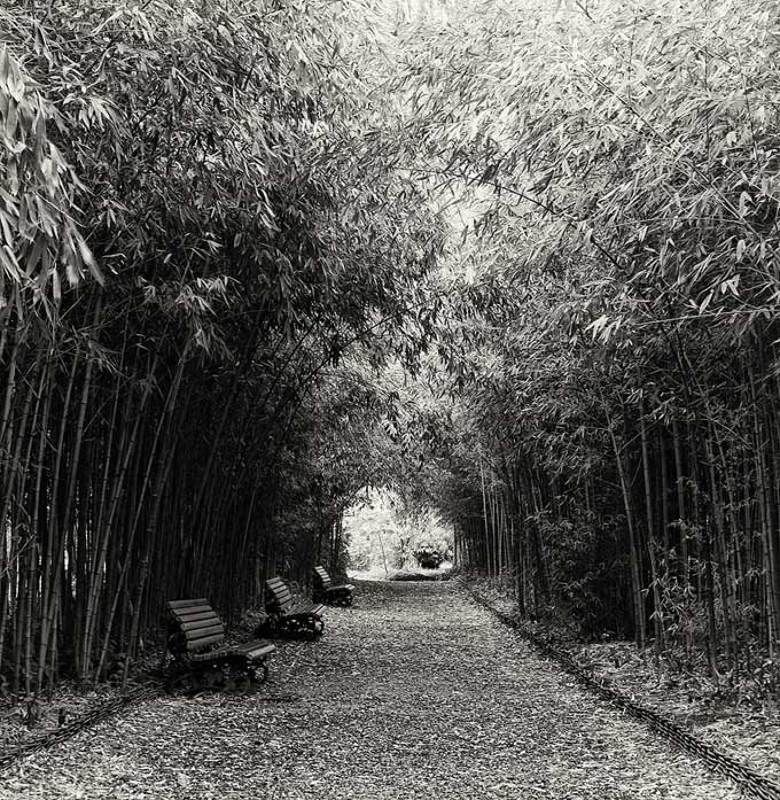 абхазия,ботанический сад,аллея,бамбук, скамеечки,зима * * *photo preview