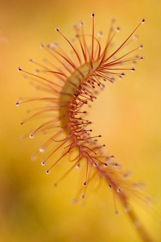 росянка, липучка, макро Липучкаphoto preview