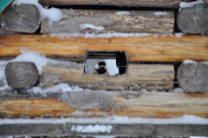 Взгляд через скворечникphoto preview