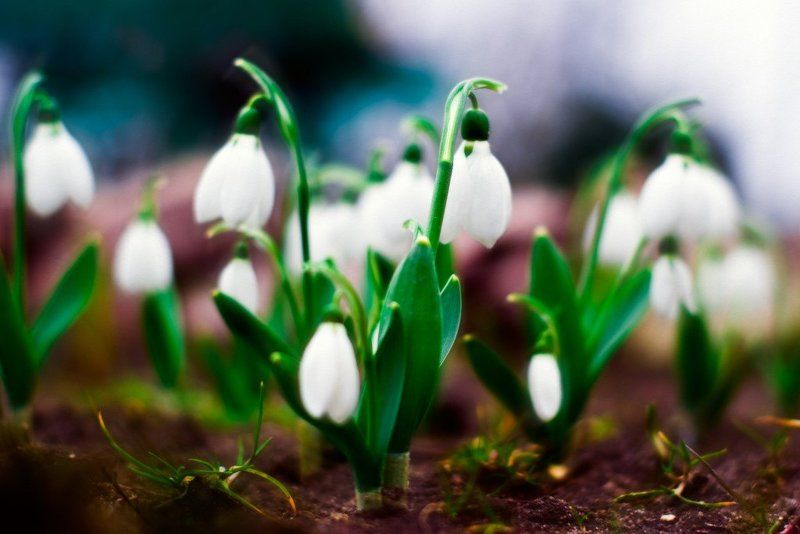 Подснежникиphoto preview