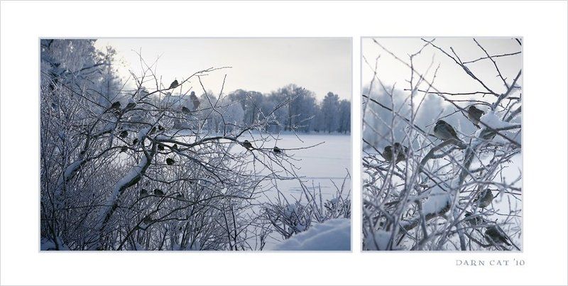 зима, природа, воробьи, ветки, сердца Маленькие сердца среди ледяной зимыphoto preview