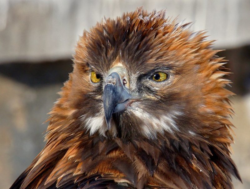 Вершитель птичьих судеб...photo preview