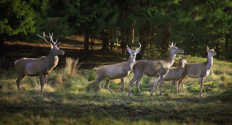 Про оленейphoto preview