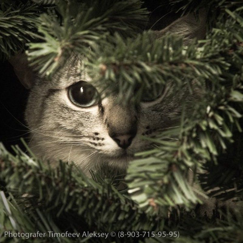кошка, елка Тиграphoto preview