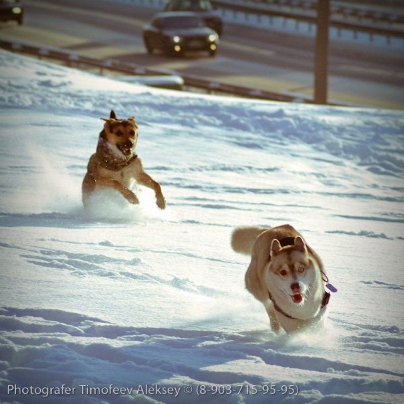 собака, снег Погоняphoto preview