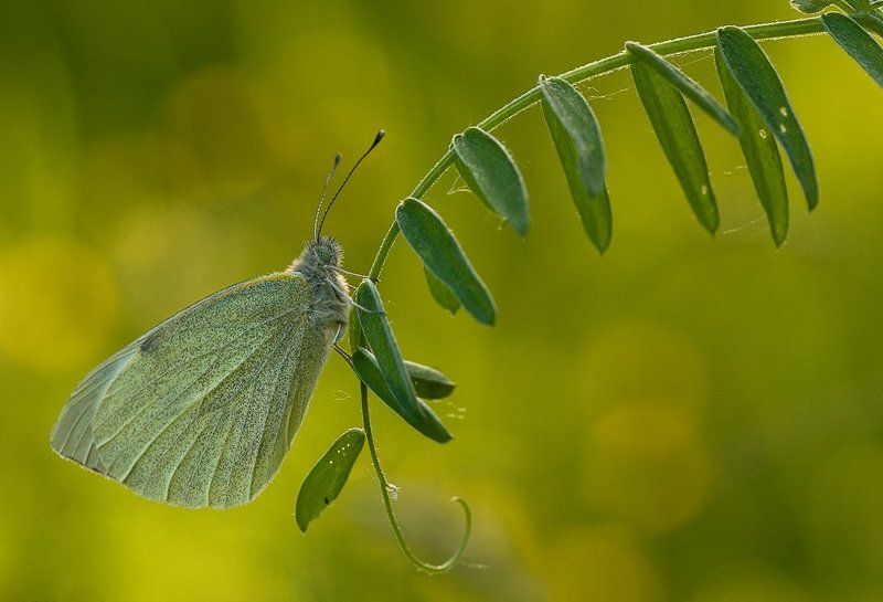 бабочка, вечер Ко снуphoto preview