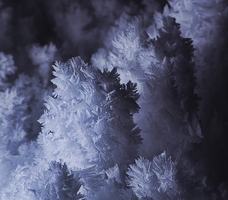 снег Снежный лесphoto preview