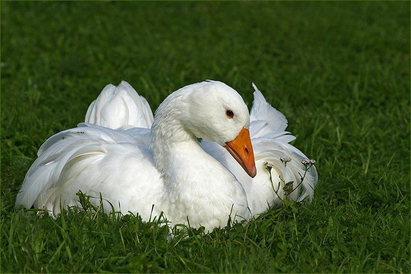 гусь, тысячелистник, цветок, птица Букетик для любимой...photo preview