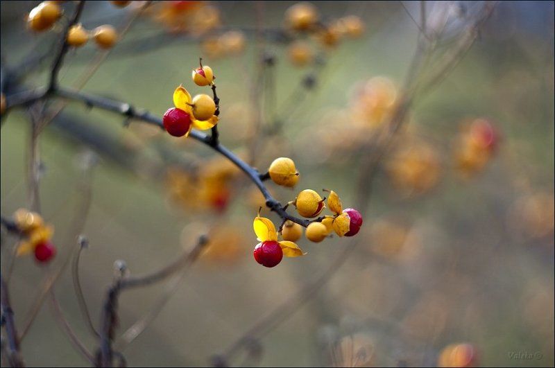 Пластичностьphoto preview