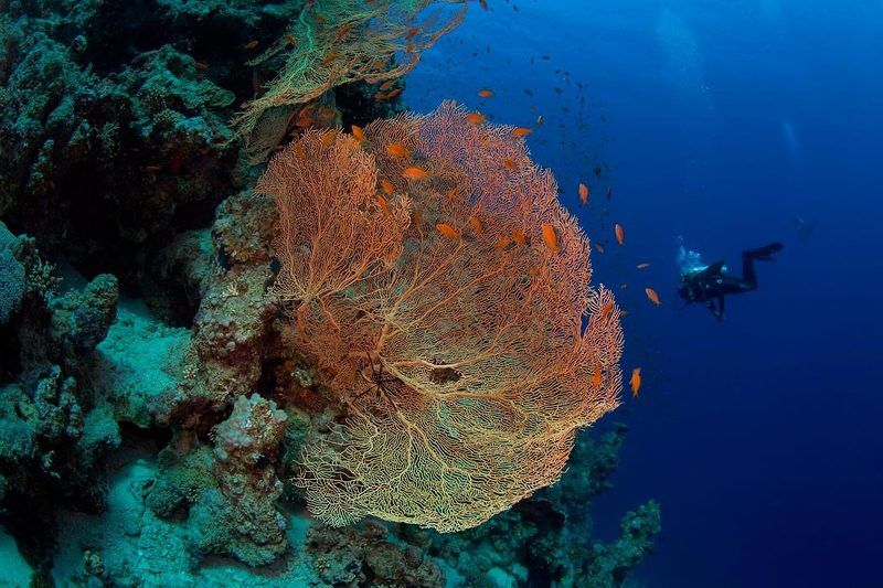 Dahab\'2009photo preview