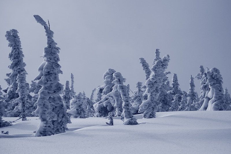 в зимнем снеphoto preview