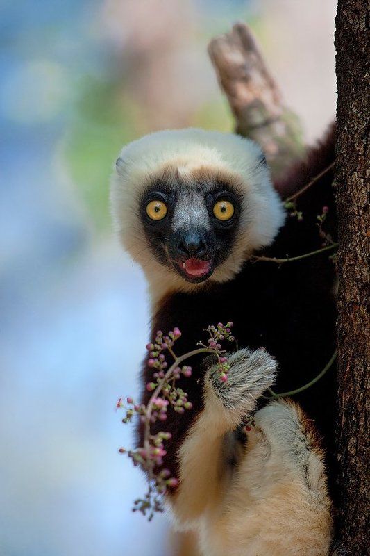 гЛЕМУРНЫЙ портрет в лесах Мадагаскараphoto preview