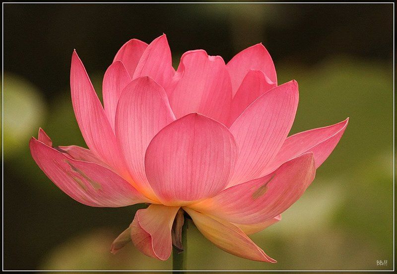 цветы, лотос photo preview