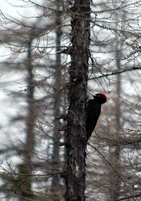 желна,тайга Желнаphoto preview