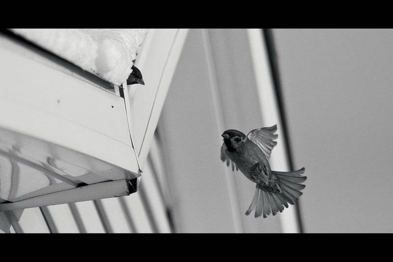 Скорее, домой!. Автор: Павел Лялин воробей, улица, зима, Павел Лялин