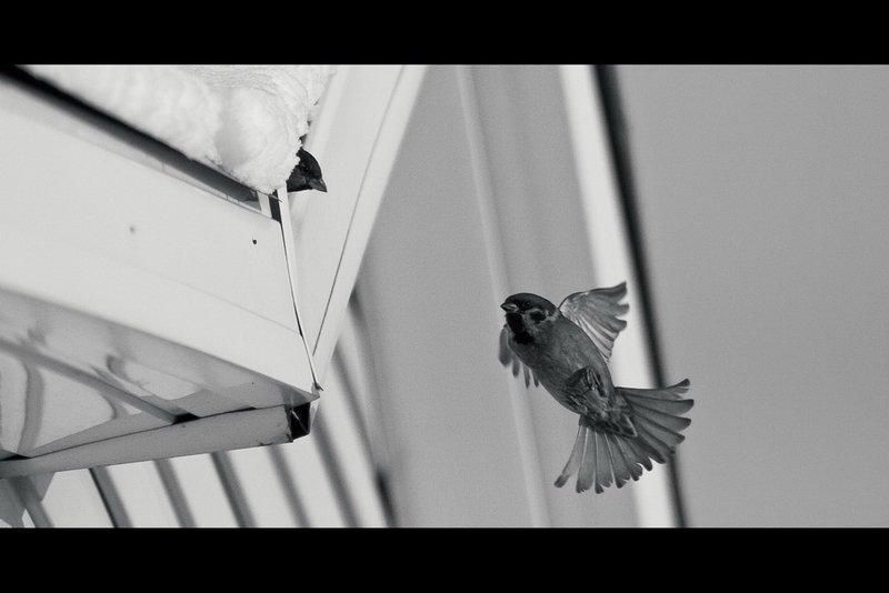 воробей, улица, зима Скорее, домой!photo preview