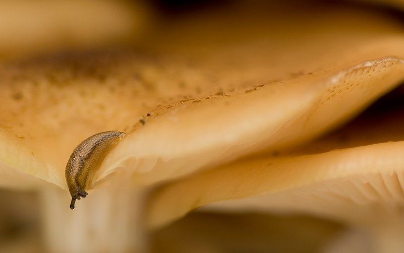 слизень, опята все мое...photo preview