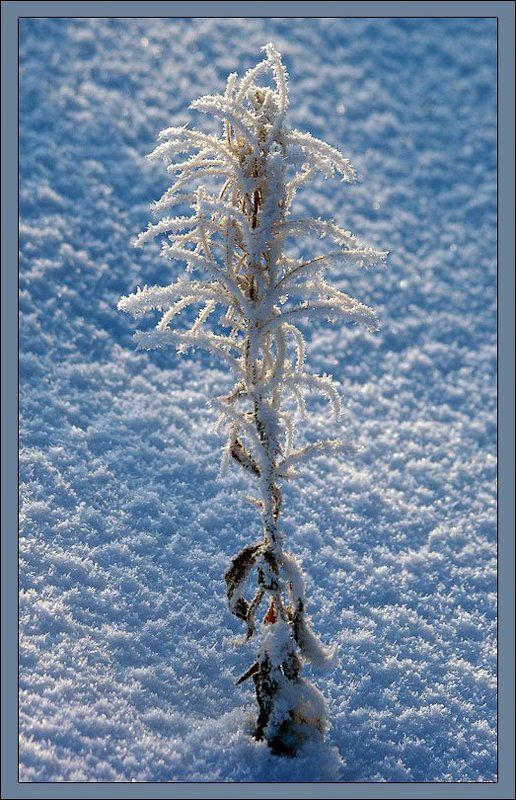 кипрей,иней Иван-чай зимойphoto preview