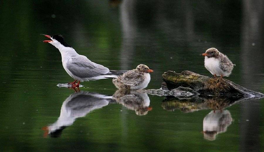 Папаняяя ! Дети голодные !. Автор: Василий Черкасский чайки, птенцы, Василий Черкасский