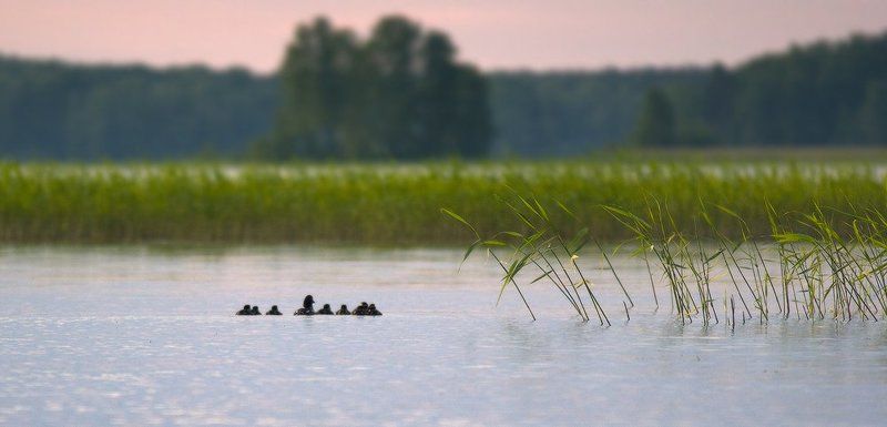 Выводокphoto preview