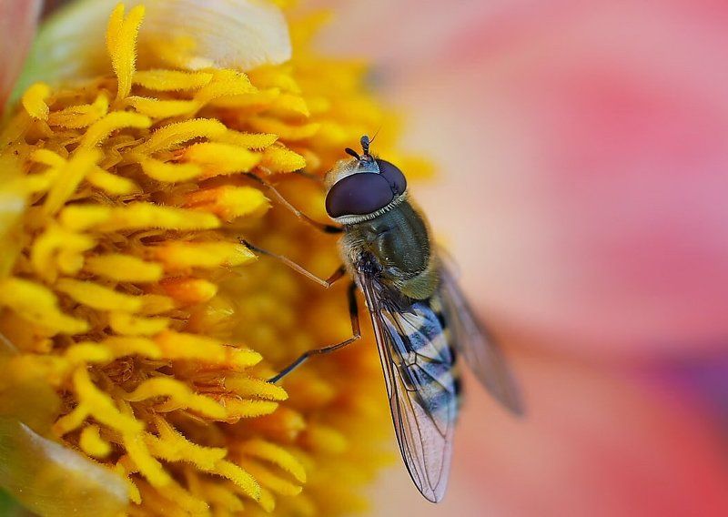 Жужжаphoto preview