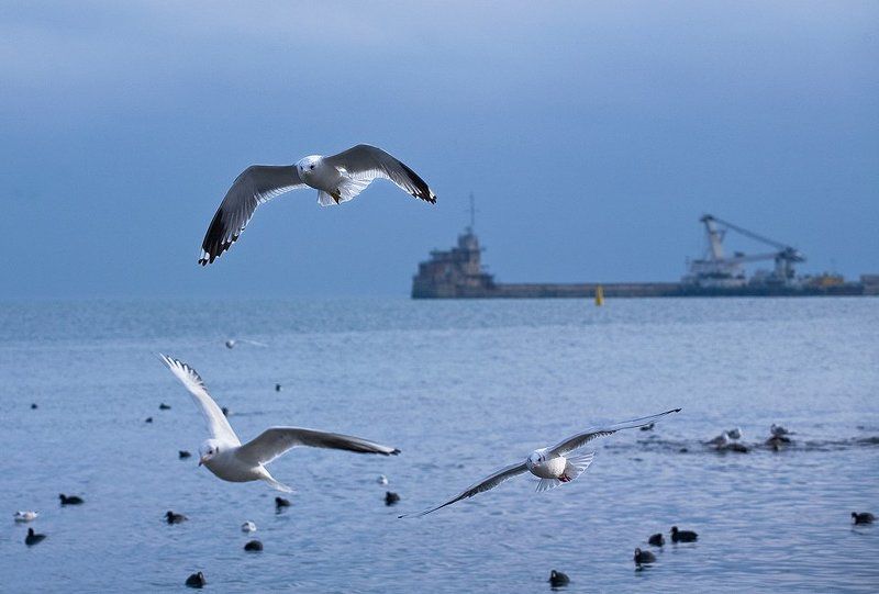 феодосия, порт Танго втроём...photo preview