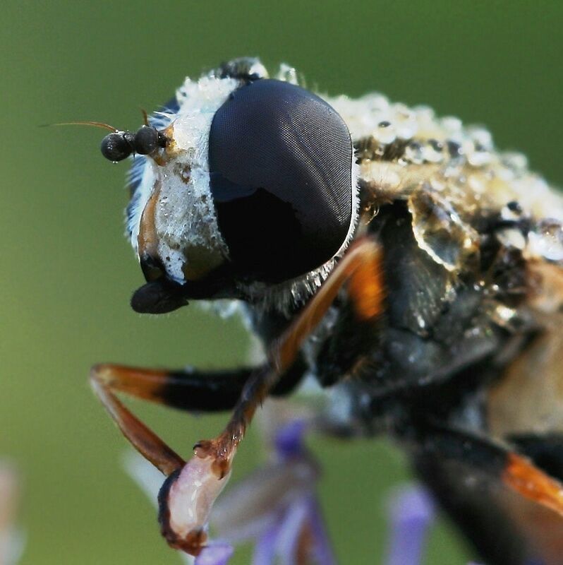 роса, муха Мокрый мухphoto preview