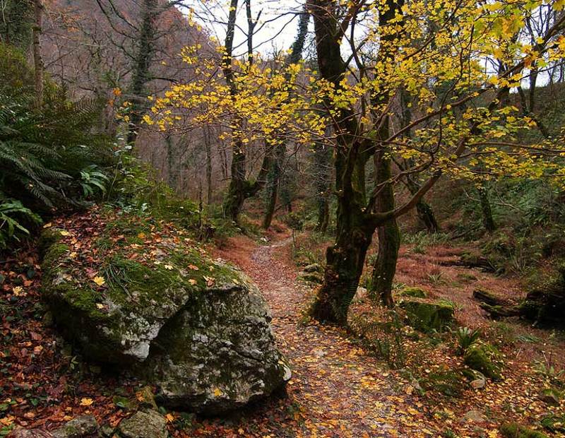 абхазия, камень, декабрь Про камень...photo preview