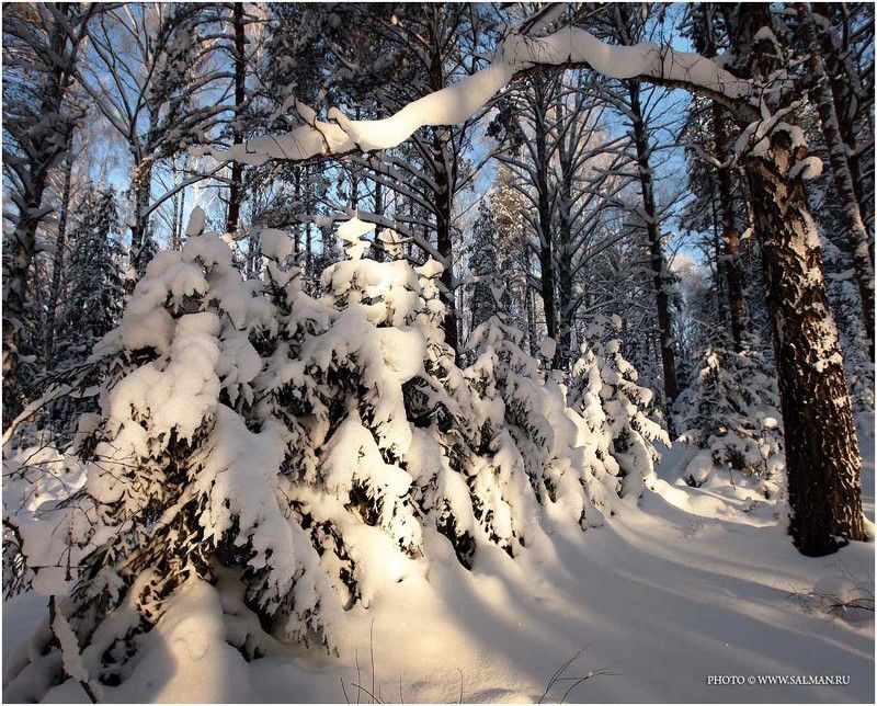 зима,снег,лес,salman, сказкаphoto preview