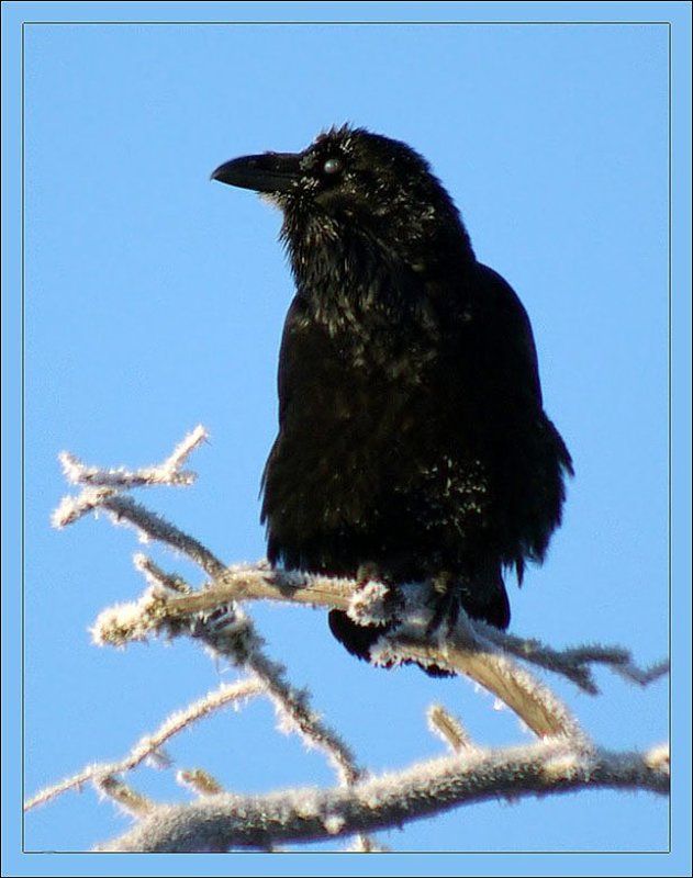 ворон Воронphoto preview