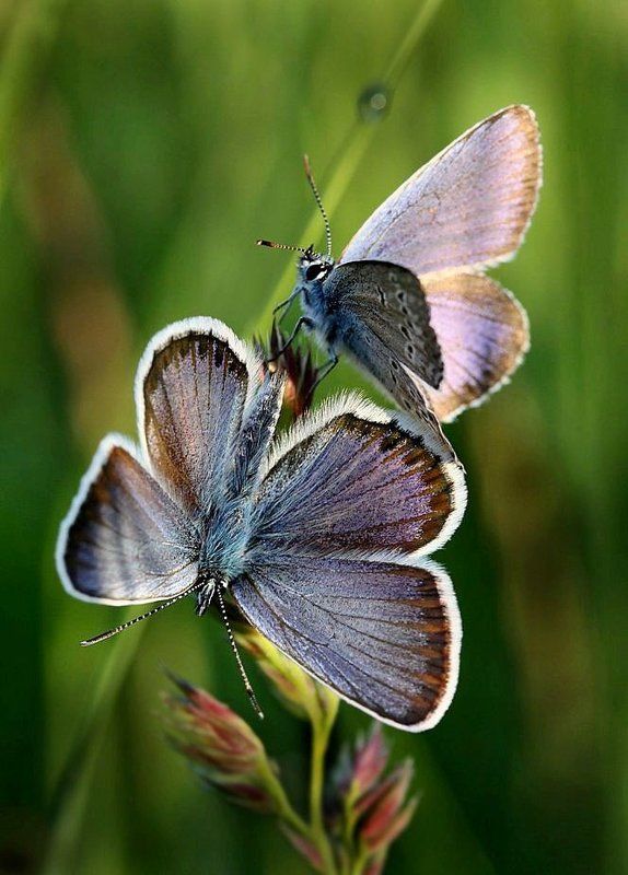 бабочки, лето Крылышки летаphoto preview