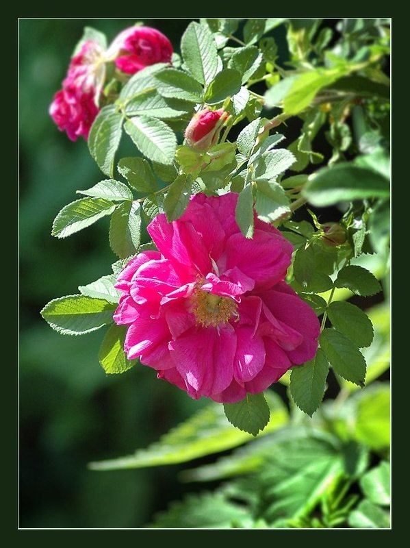 Шиповникphoto preview