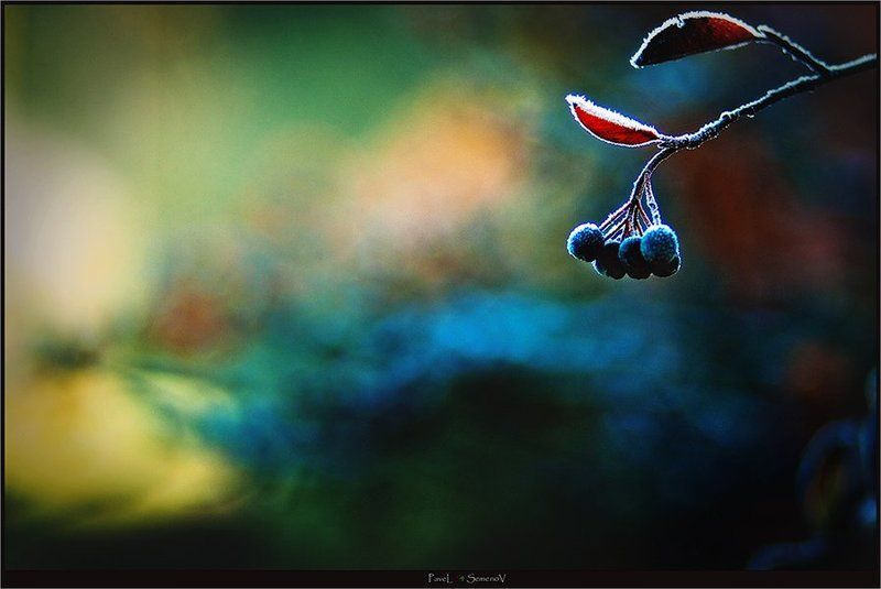 заморозки, утро, черемуха, иней, осень, 54, shelphur Заморозкиphoto preview