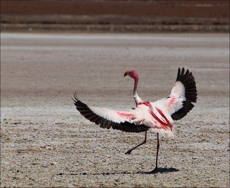 боливия Танец Фламингоphoto preview