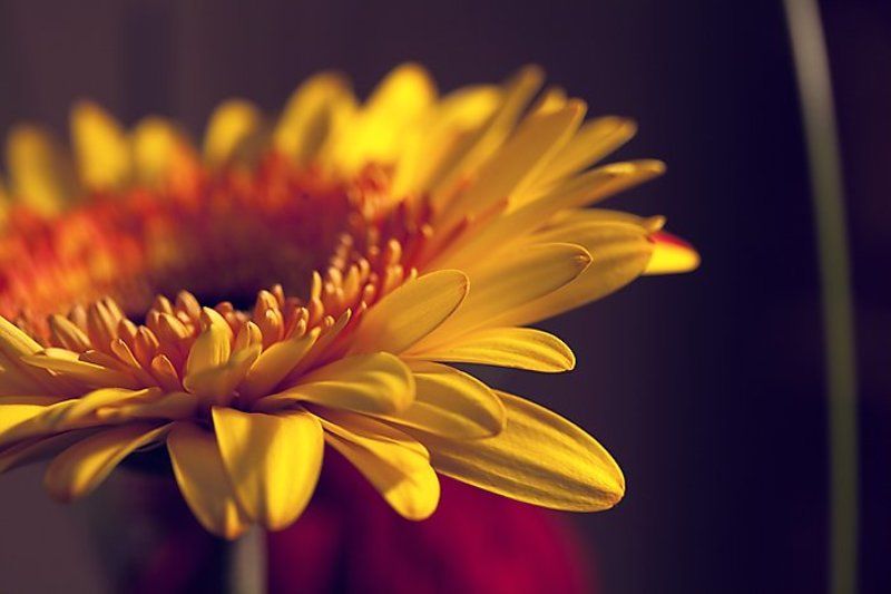 весна, цветы, гербера dreamsphoto preview