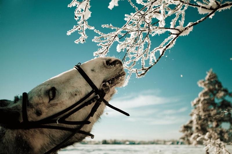 Обедphoto preview