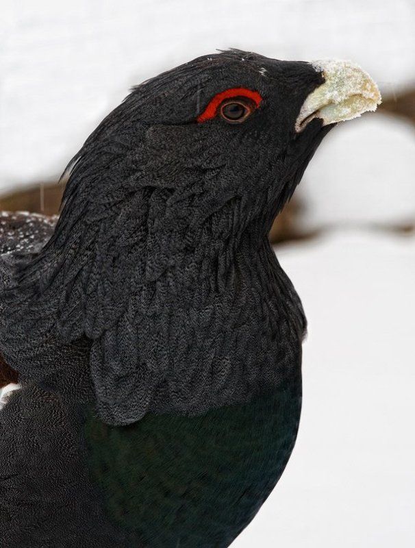 Тетеревphoto preview