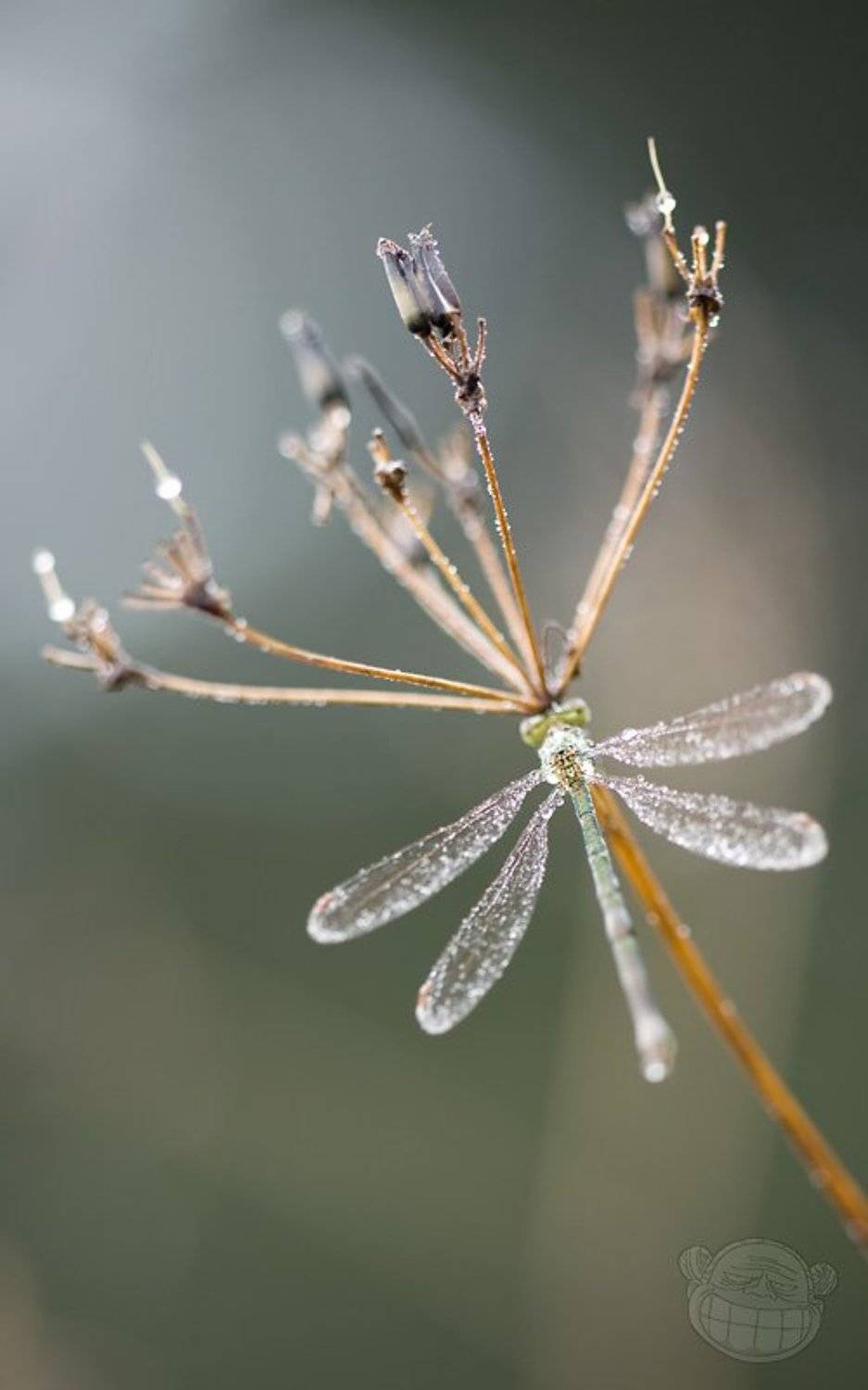 стрекоза, сушнячёк, утро туманное, макро, Amazon-san