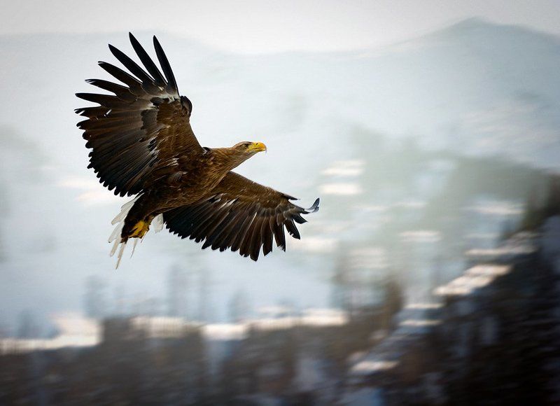 Свободенphoto preview