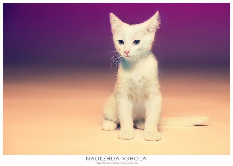 котэ, животные, студия Амурphoto preview