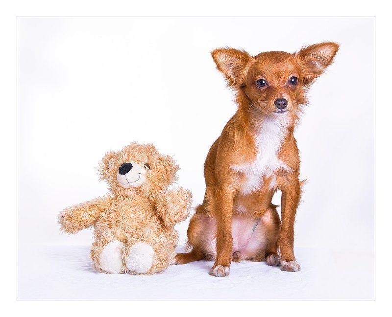 русский, той-терьер Фото о закадычных друзьях...photo preview