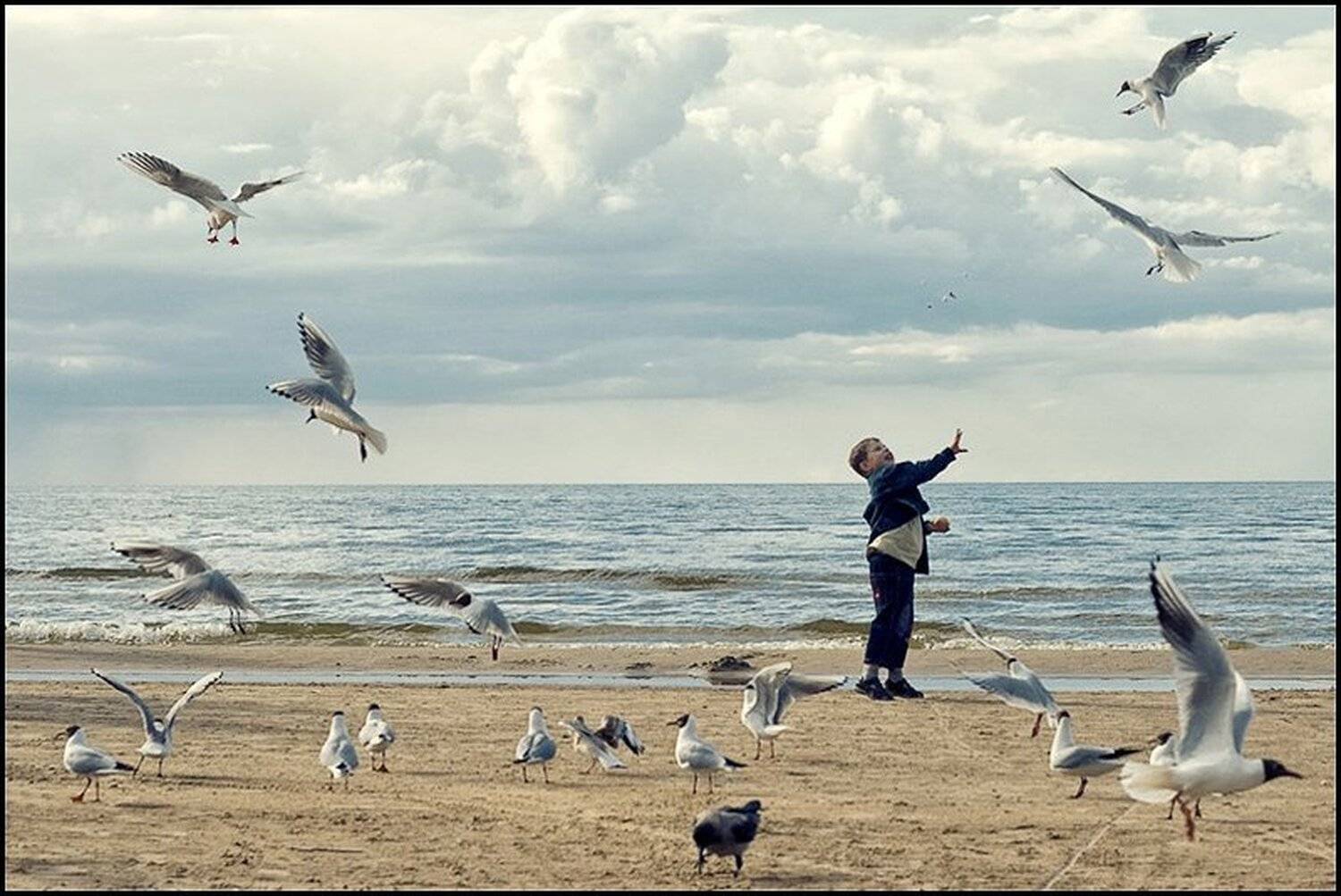 лови!. Автор: kartinka море, чайки, kartinka