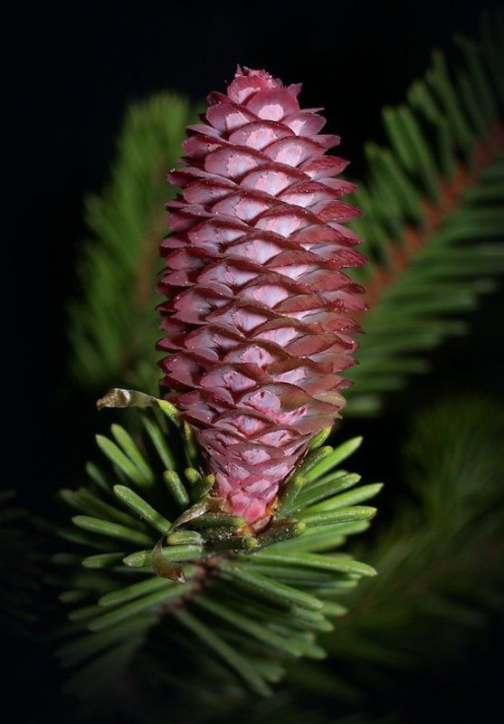 Свечка)photo preview