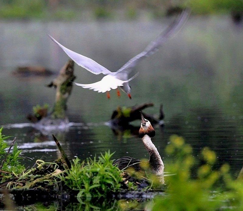 птицы, гнездовье Нападение и защитаphoto preview