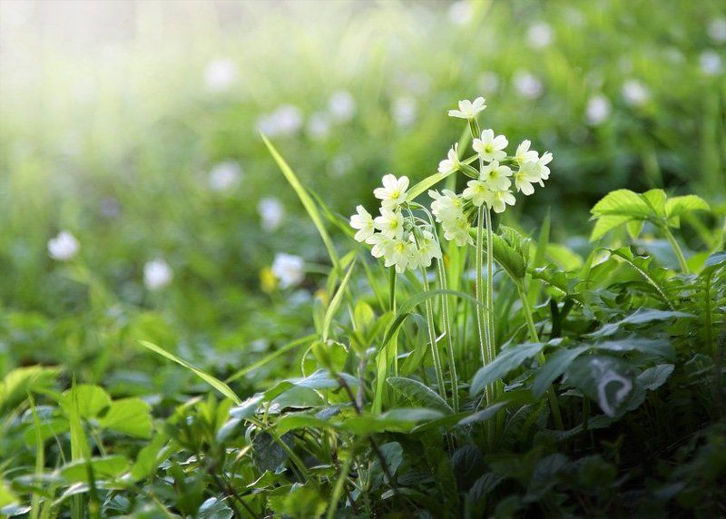 луг, весна, солнце, зелень, тепло, цветы весенние сныphoto preview